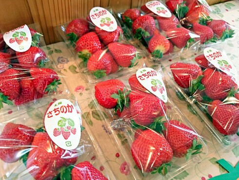 MIYATAKE FARM FACTORY いちご畑 MIYATAKE FARM FACTORY いちご畑