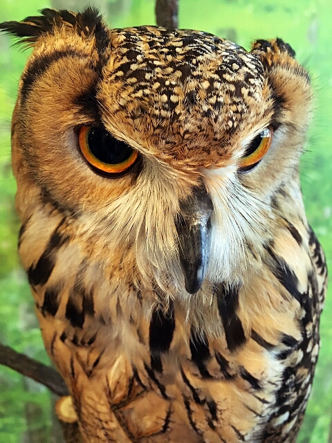 倉敷 ・ ヒョウ猫の森~フクロウの森 倉敷 ・ ヒョウ猫の森~フクロウの森