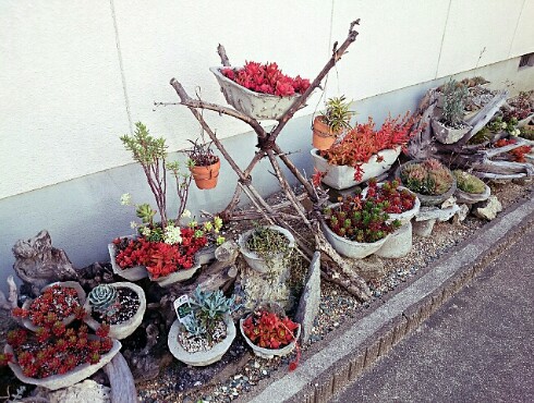 JA空の街 & カリッジュ & 多肉植物 JA空の街 & カリッジュ & 多肉植物