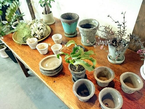 zazu・plantes et cafe zazu・plantes et cafe