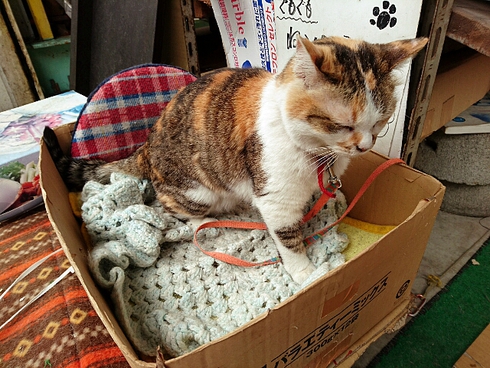 cafe de Moku(高松市美術館) cafe de Moku(高松市美術館)