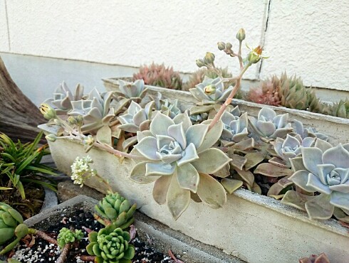 JA空の街 & カリッジュ & 多肉植物 JA空の街 & カリッジュ & 多肉植物