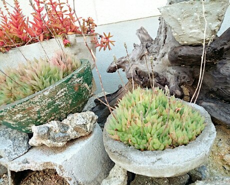JA空の街 & カリッジュ & 多肉植物 JA空の街 & カリッジュ & 多肉植物