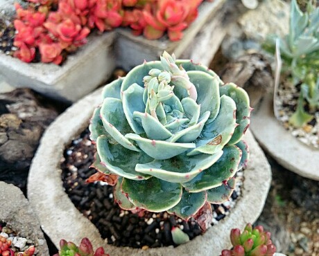JA空の街 & カリッジュ & 多肉植物 JA空の街 & カリッジュ & 多肉植物