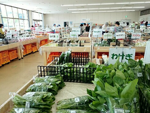 JA空の街 & カリッジュ & 多肉植物 JA空の街 & カリッジュ & 多肉植物
