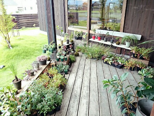 zazu・plantes et cafe zazu・plantes et cafe