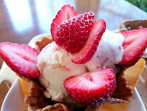 MIYATAKE FARM FACTORY いちご畑 MIYATAKE FARM FACTORY いちご畑