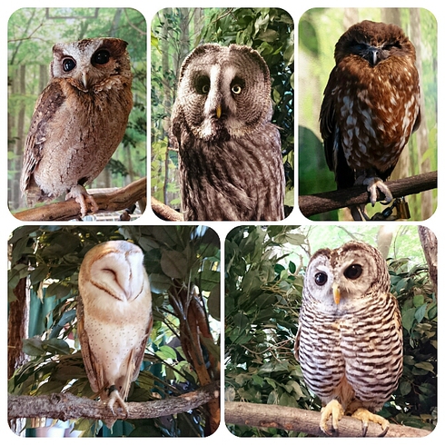 倉敷 ・ ヒョウ猫の森~フクロウの森 倉敷 ・ ヒョウ猫の森~フクロウの森