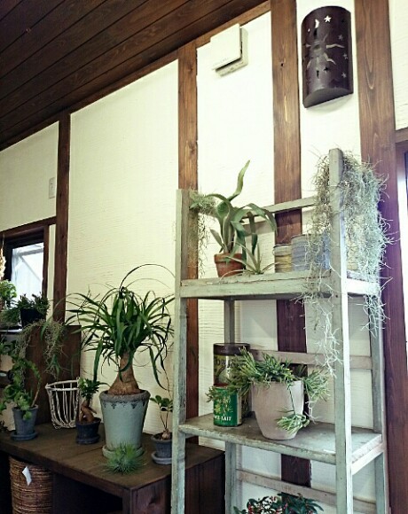 zazu・plantes et cafe zazu・plantes et cafe