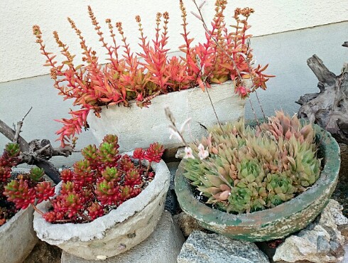 JA空の街 & カリッジュ & 多肉植物 JA空の街 & カリッジュ & 多肉植物