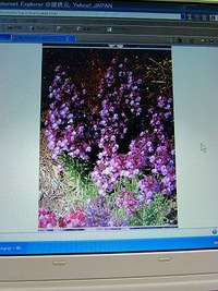 余り見かけない花 リナリア &産直 菜の花