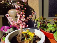 寒梅が満開に 玄関まえ