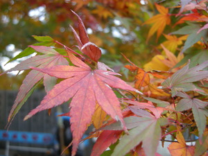 秋ですネ～大窪寺～紅葉