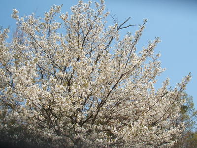 桜 “太古の森”（三木町・その１）