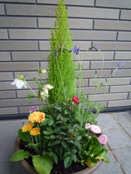 寄せ植え