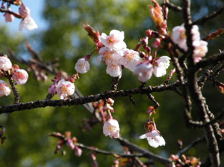 一番桜は涅槃桜