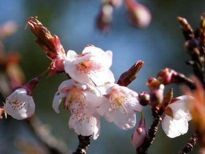 一番桜は涅槃桜
