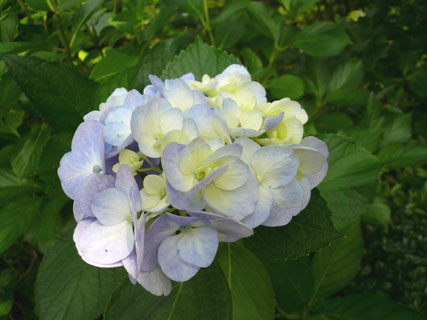 満濃池 神野寺花だより 紫陽花