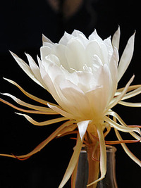 美人薄命の花