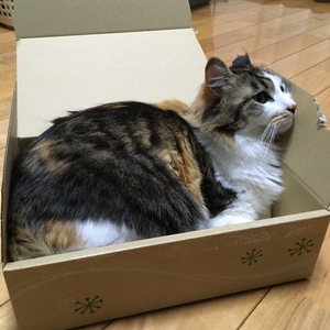 春の夜 春の夜