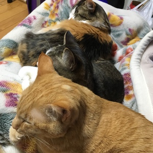 春の夜 春の夜