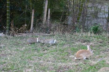 マニアック動物園(笑)