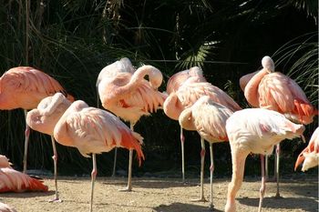 徳島動物園のキリンさん。。。