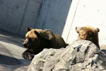 徳島動物園のキリンさん。。。