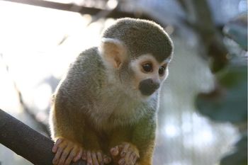 徳島動物園のキリンさん。。。