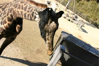 徳島動物園のキリンさん。。。