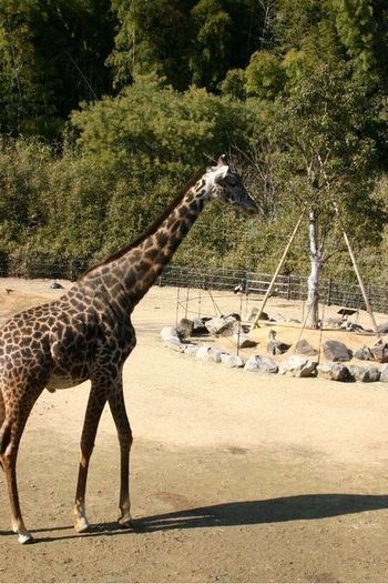 徳島動物園のキリンさん。。。