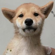 東かがわ市西山で保護 東かがわ市西山で保護