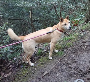 犬を連れて散歩がてら来る人けっこうおるワン 犬を連れて散歩がてら来る人けっこうおるワン