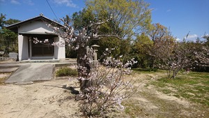 春の喜岡城(古い高松城)跡 春の喜岡城(古い高松城)跡