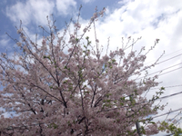 津の森神社の桜
