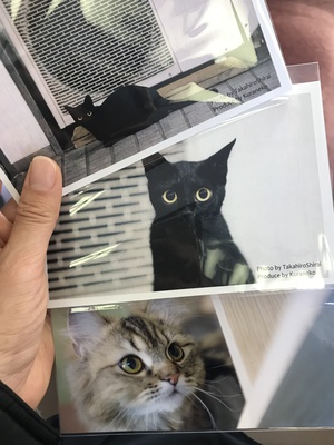 【倉敷】美観ネコ(猫カフェ)で、「くらねこ」さんの写真展！