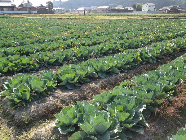 丸亀市の横田農園さんへ行ってきました! 丸亀市の横田農園さんへ行ってきました!