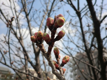 染井よしの・・・・・桜 染井よしの・・・・・桜