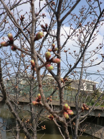 染井よしの・・・・・桜 染井よしの・・・・・桜