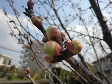 染井よしの・・・・・桜 染井よしの・・・・・桜
