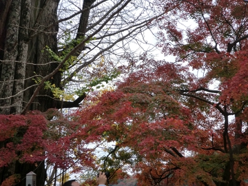 大窪寺の紅葉part2・・・・ 大窪寺の紅葉part2・・・・