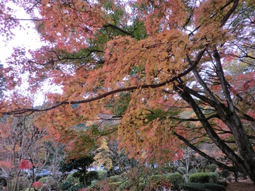 大窪寺の紅葉part2・・・・ 大窪寺の紅葉part2・・・・