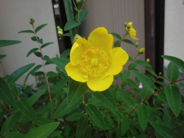今日の庭から・・・・ 今日の庭から・・・・