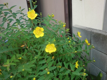 今日の庭から・・・・ 今日の庭から・・・・