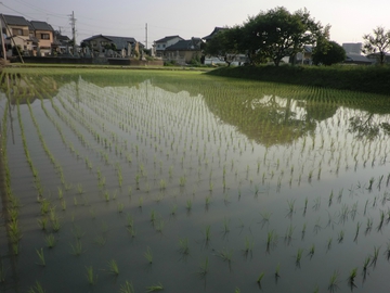 　　田植えの準備・・・・