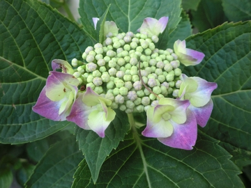 　　田植えの準備・・・・