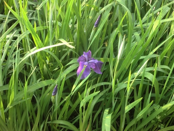 　　田植えの準備・・・・