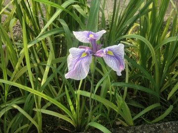 　　田植えの準備・・・・