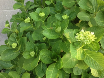 田植えの準備・・・・ 田植えの準備・・・・