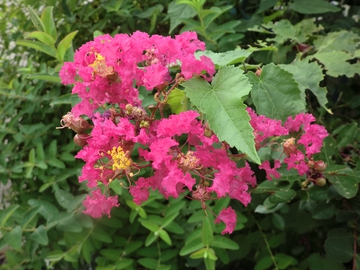 庭の花・・・・ 庭の花・・・・